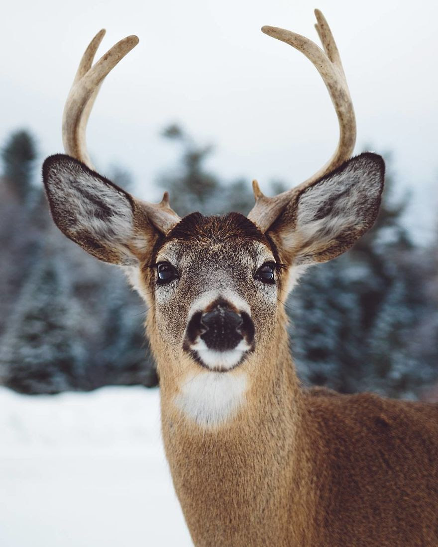 How I Got Seduced By Wildlife Photography How I Got Seduced By Wildlife Photography
