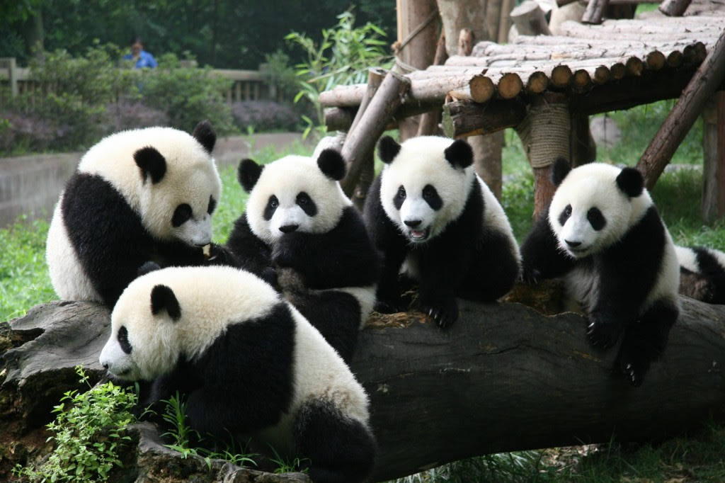 Chengdu Pambassador Chengdu Pambassador