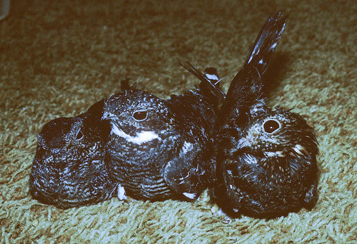Three Common Nighthawks