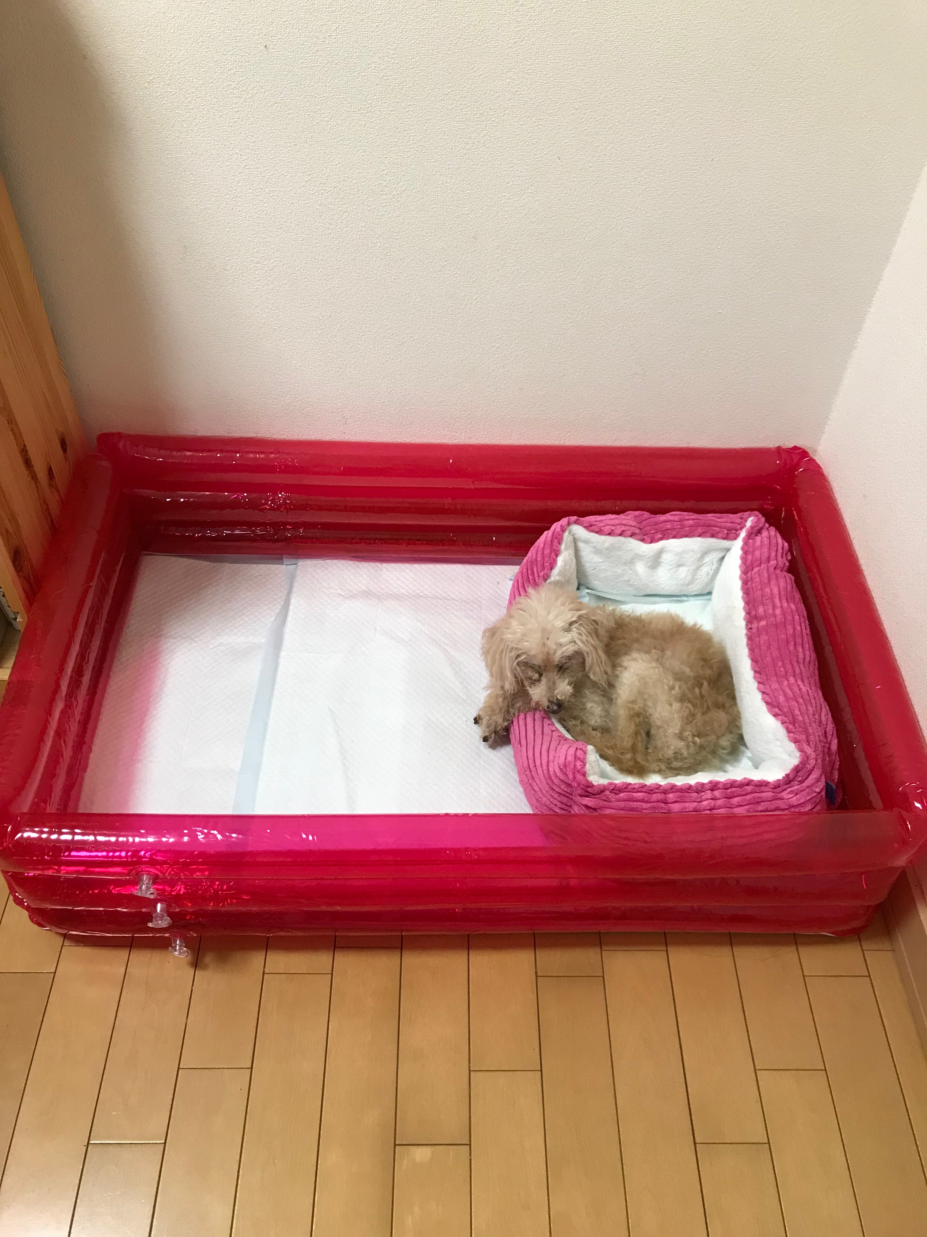 イメージカタログ 無料ダウンロード 犬 ビニール 食べた