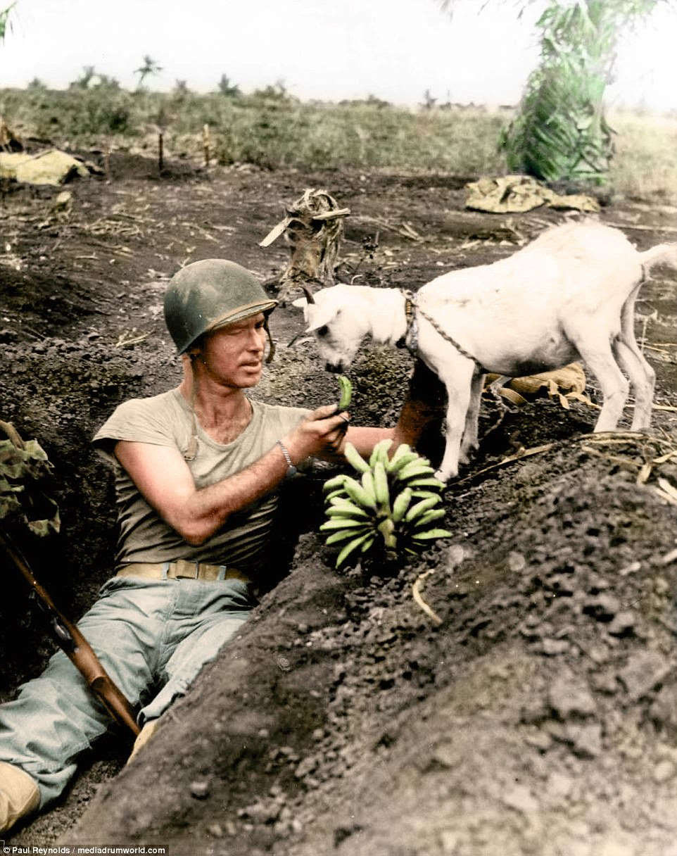 A US Marine feeds bananas to a goat, in Saipan, the largest of the Northern Mariana Islands in the Western Pacific in 1944
