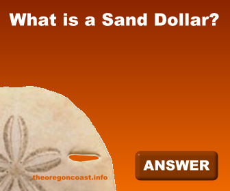 What is a Sand Dollar