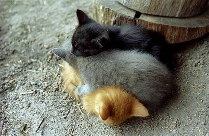 Animais fofos que usam os amigos de travesseiros