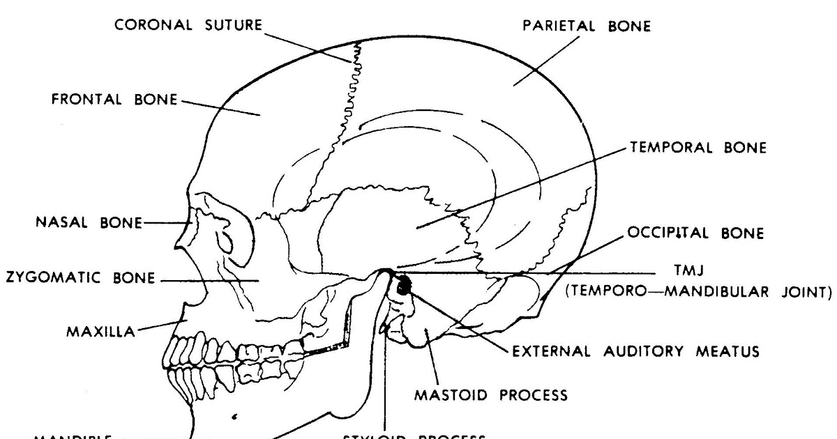 Basic Back And Side Anatomy' : Figure 10: Muscular system, anterior and
