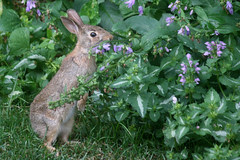 rabbit 134