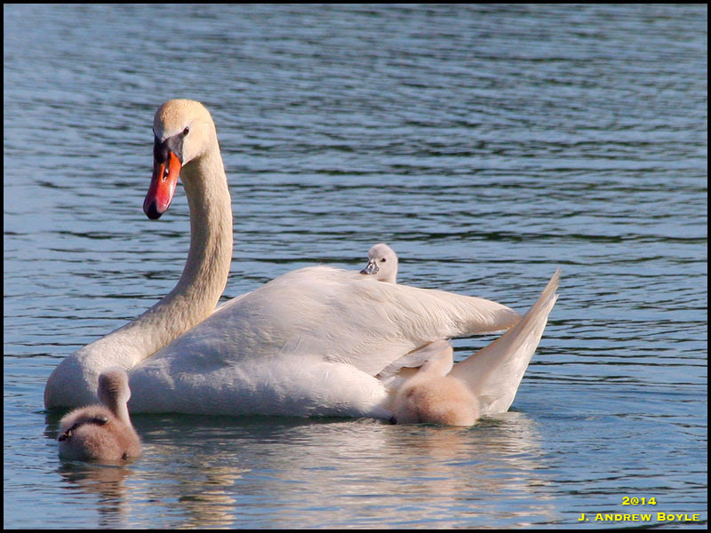 Mute Swans Mute Swans