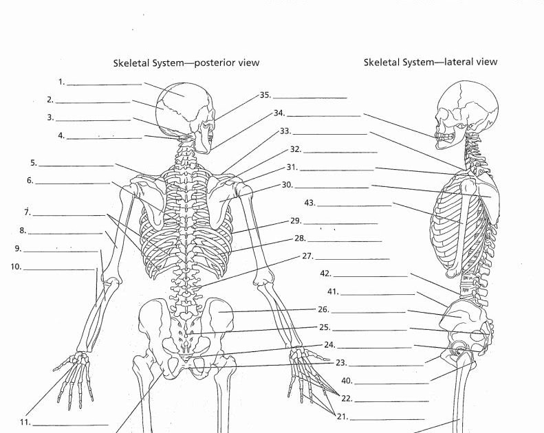 Skeletal System Worksheet Pdf Answers - worksheet