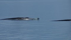DSC02458 Fin Whale