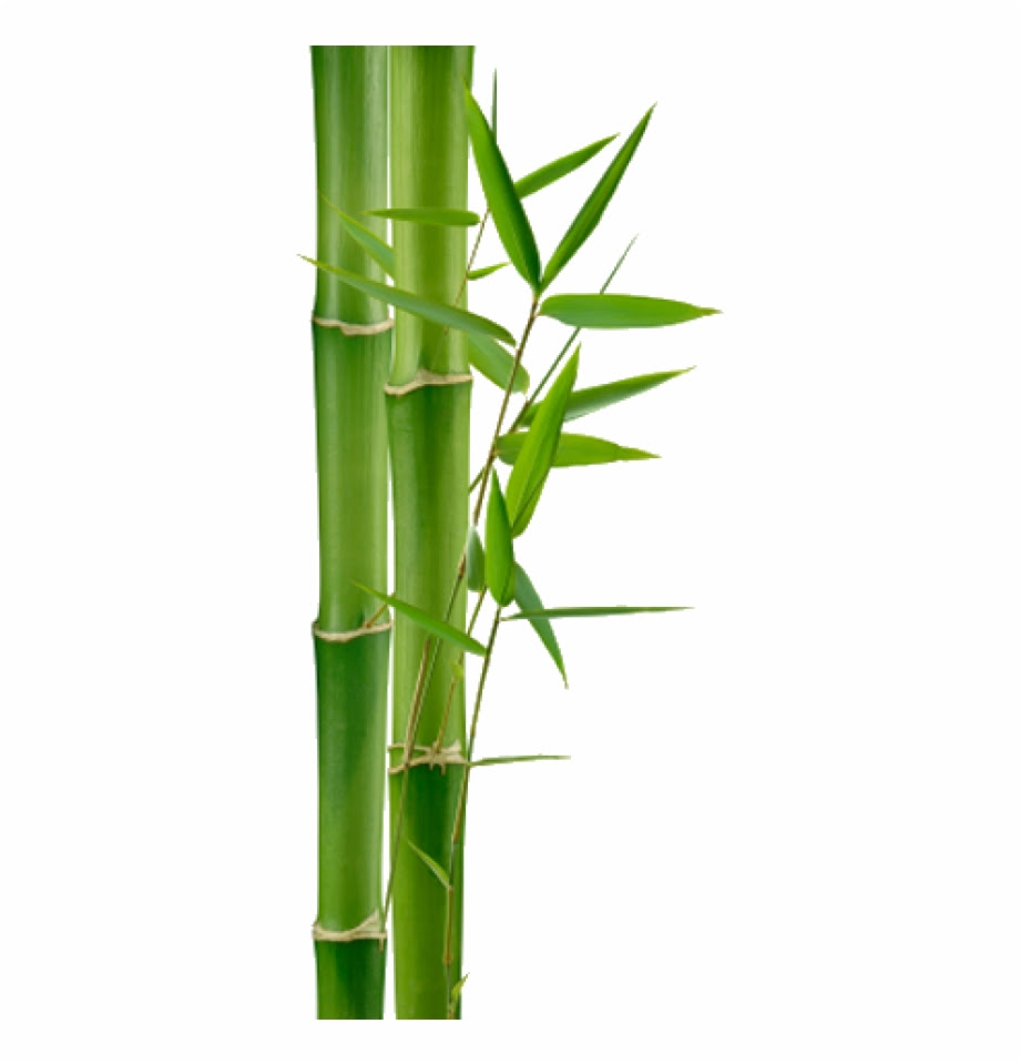 Bamboo Clipart No Background - bmp-central