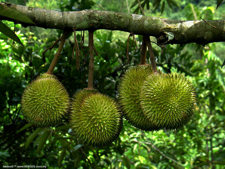 Penyebab Pohon Durian Tak Kunjung Berbuah | Tips Petani