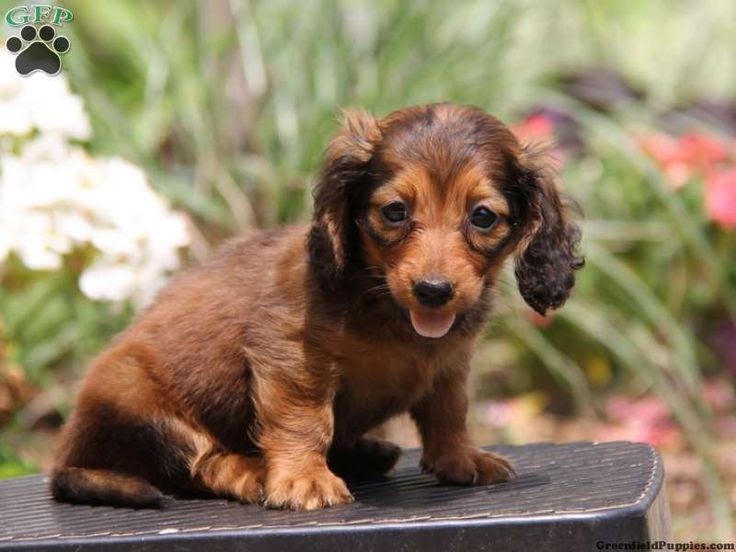 Dachshund For Sale In Pa Hunter Nelsons Blog