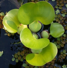 photo of Water Hyacinth, Eichhornia crassipes