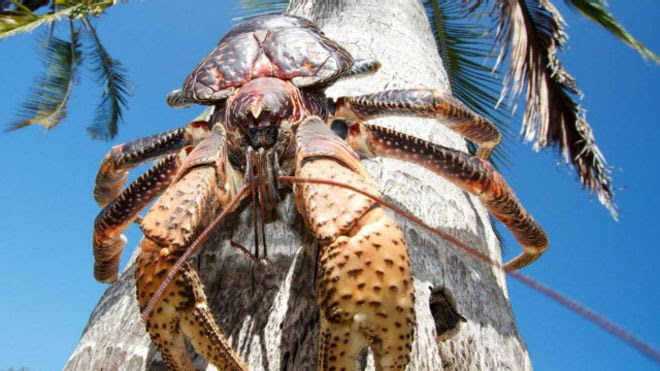 Cua dừa: 'Tên cướp cạn' trên biển-Birgus latro-The coconut crab.