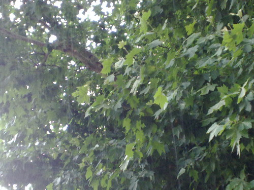 Goccie sulle foglie by durishti