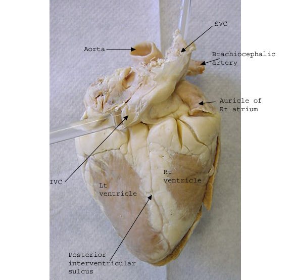 Heart Dissected Sheep Heart Labeled