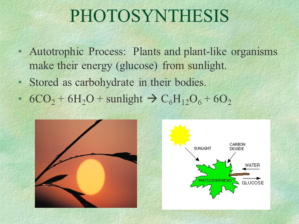 What Is A Photosynthetic Autotroph - slideshare
