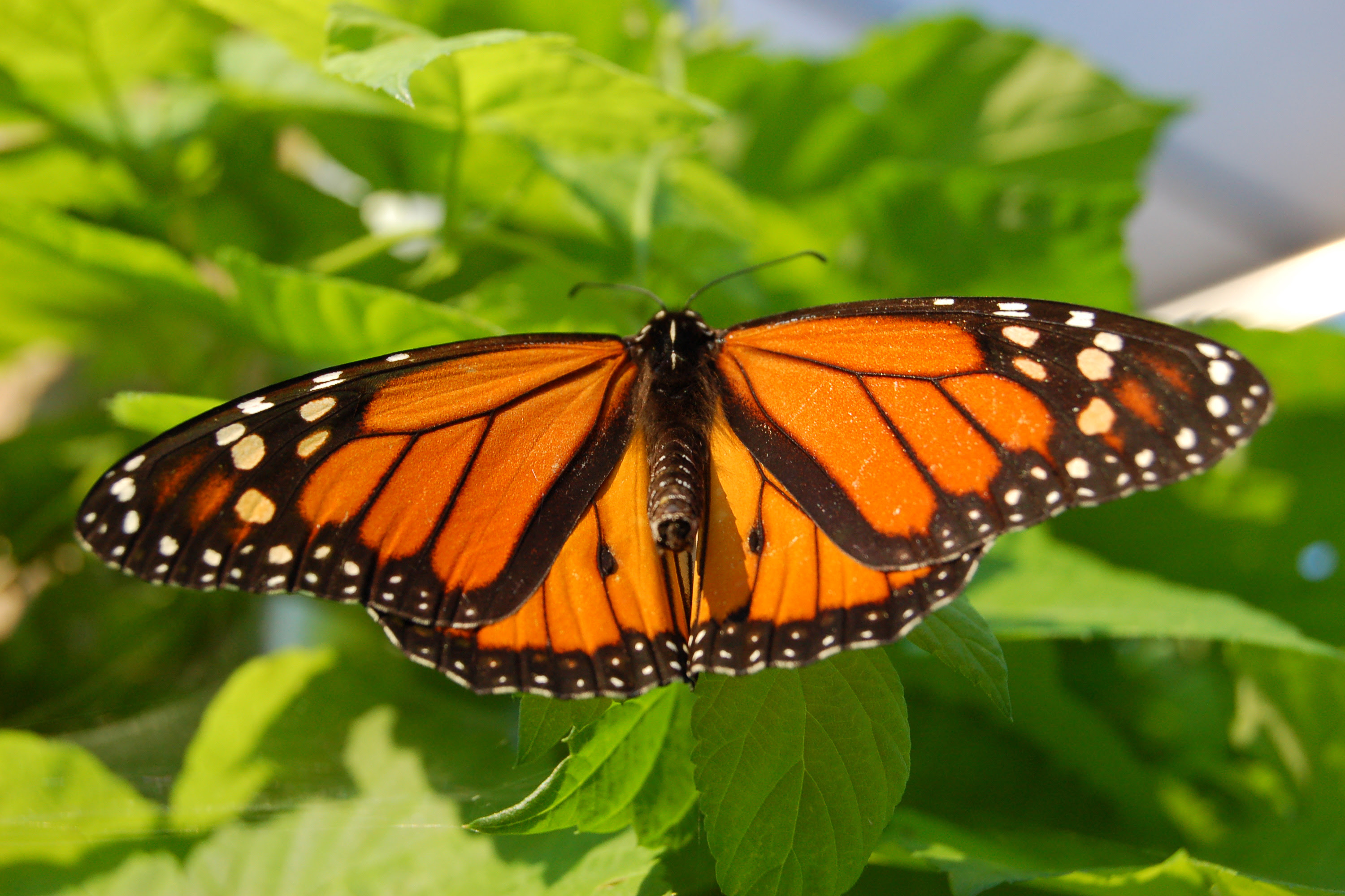 butterfly-monarch-butterflies-facts-butterfly