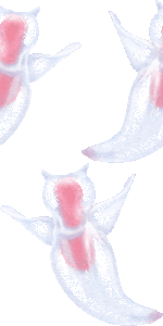 上クリオネ イラスト フリー シルエット Silhouettehd品質