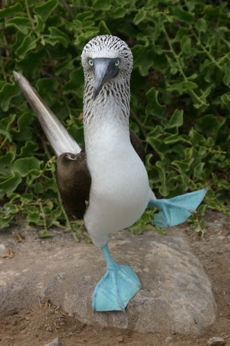 The blue-footed booby lives on the western coasts of Central and South America.