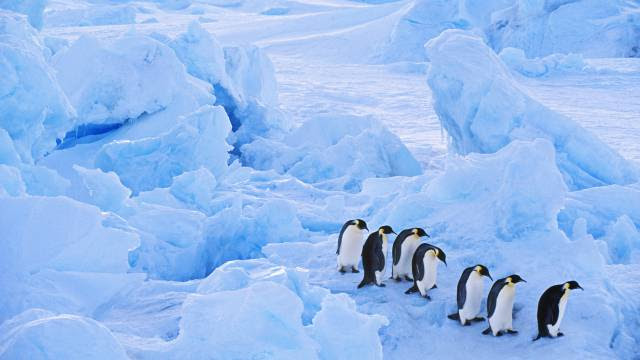 Pingüinos emperadores.