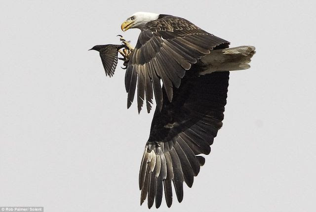 Hungry Bald Eagle (4 pics)