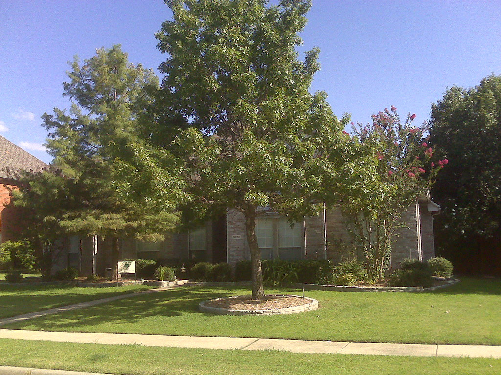Yard of month