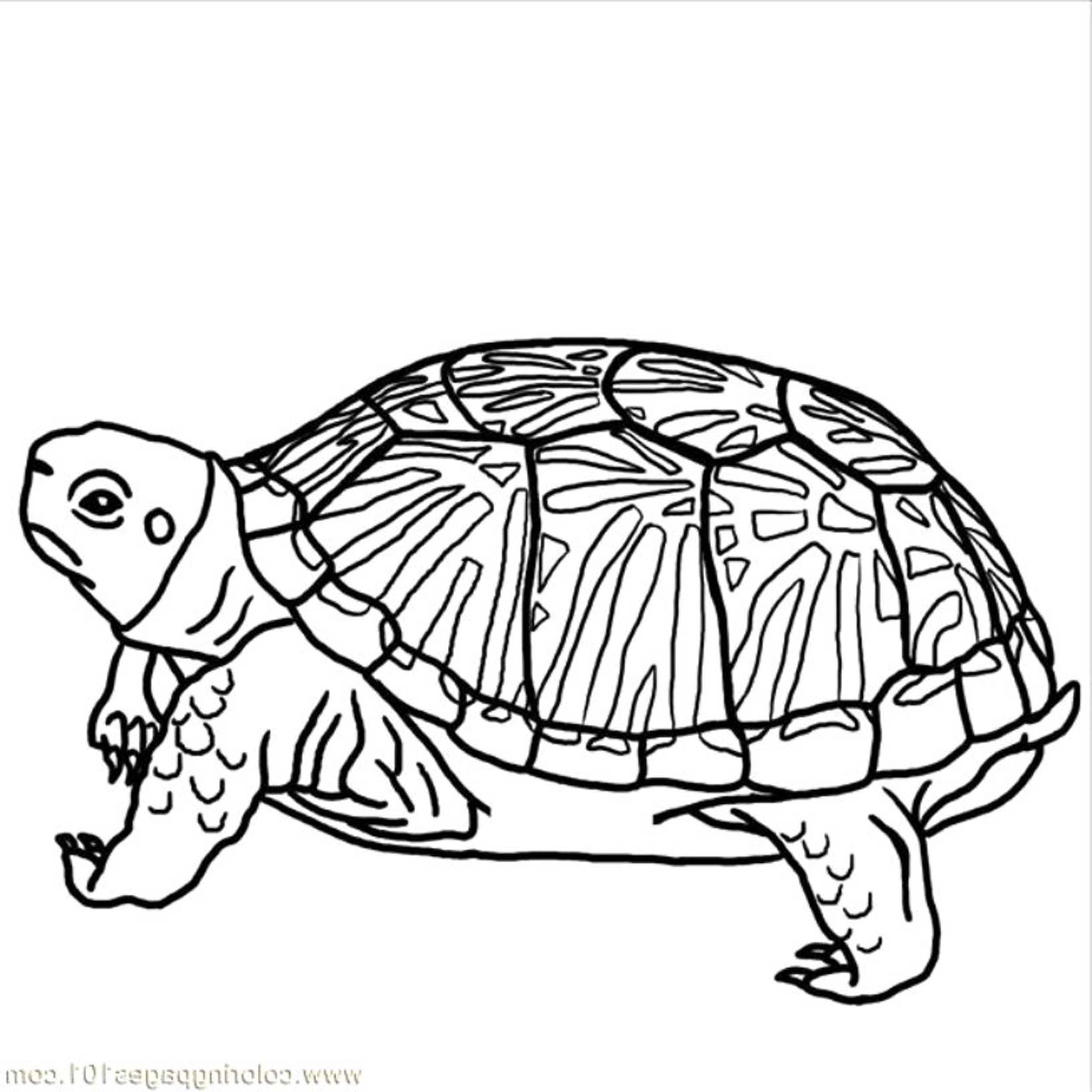 Turtle Parking Coloring Page   coloring.electric college.co.il
