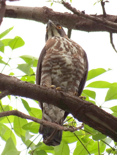 鳳頭蒼鷹/無限台南