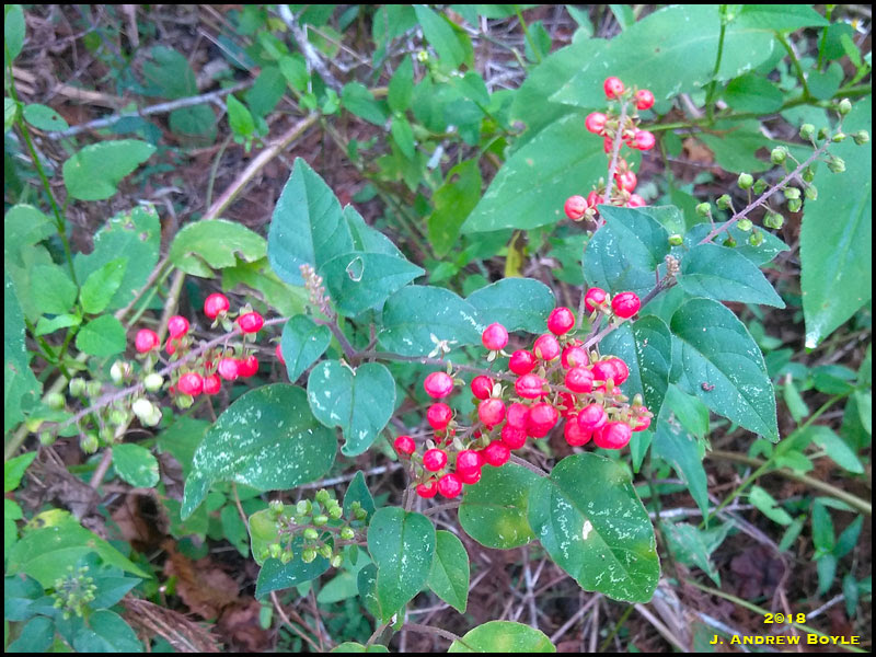 Rouge Plant Rouge Plant