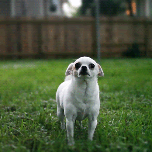 Thank You Gif Cute Dog