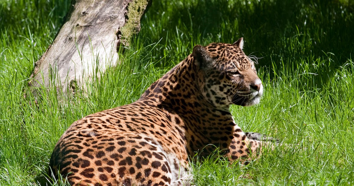 Gambar Hewan Jaguar Hitam - Gambar Keren Hits