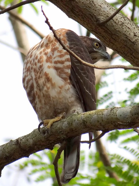 鳳頭蒼鷹/無限台南