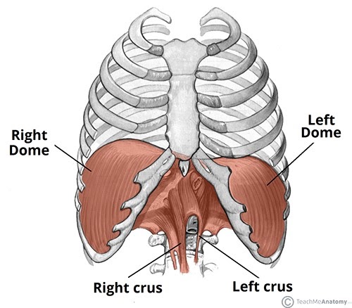 Have You Got Muscles Outside Rib Cage - Thoracic Spine ...