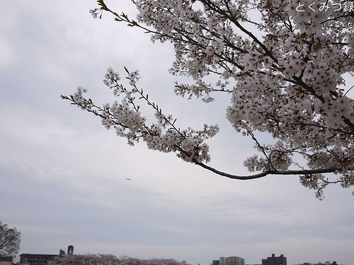 2012年4月13日　桜