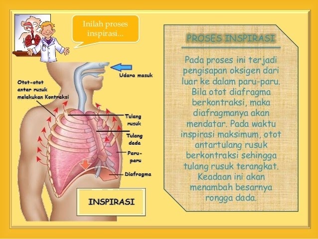 Urutan Alat Pernapasan Manusia Dari Luar Kedalam Yang Benar Adalah Berbagai Alat