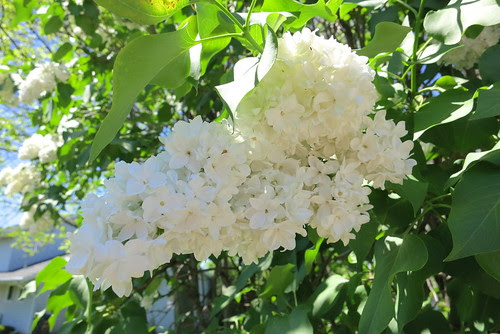 Double White Lilac