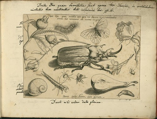 Archetypa studiaque patris - Joris Hoefnagel (1592) h