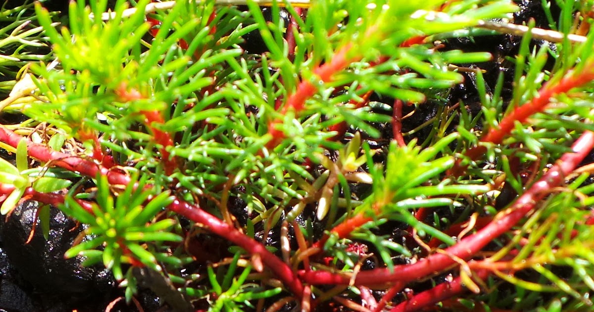 Pond Plants Near Me G4rden Plant