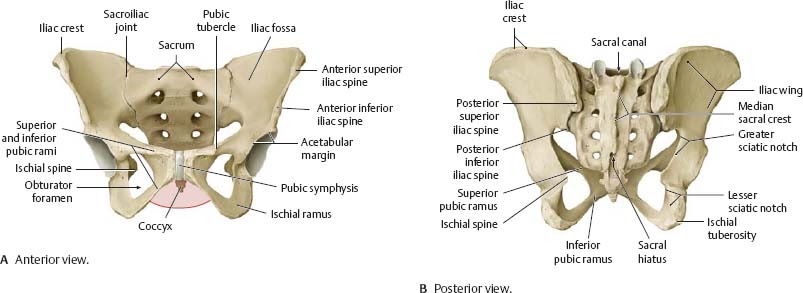 Anatomy Of Pelvic Bone / The Pelvis anatomy images. Pelvic Floor
