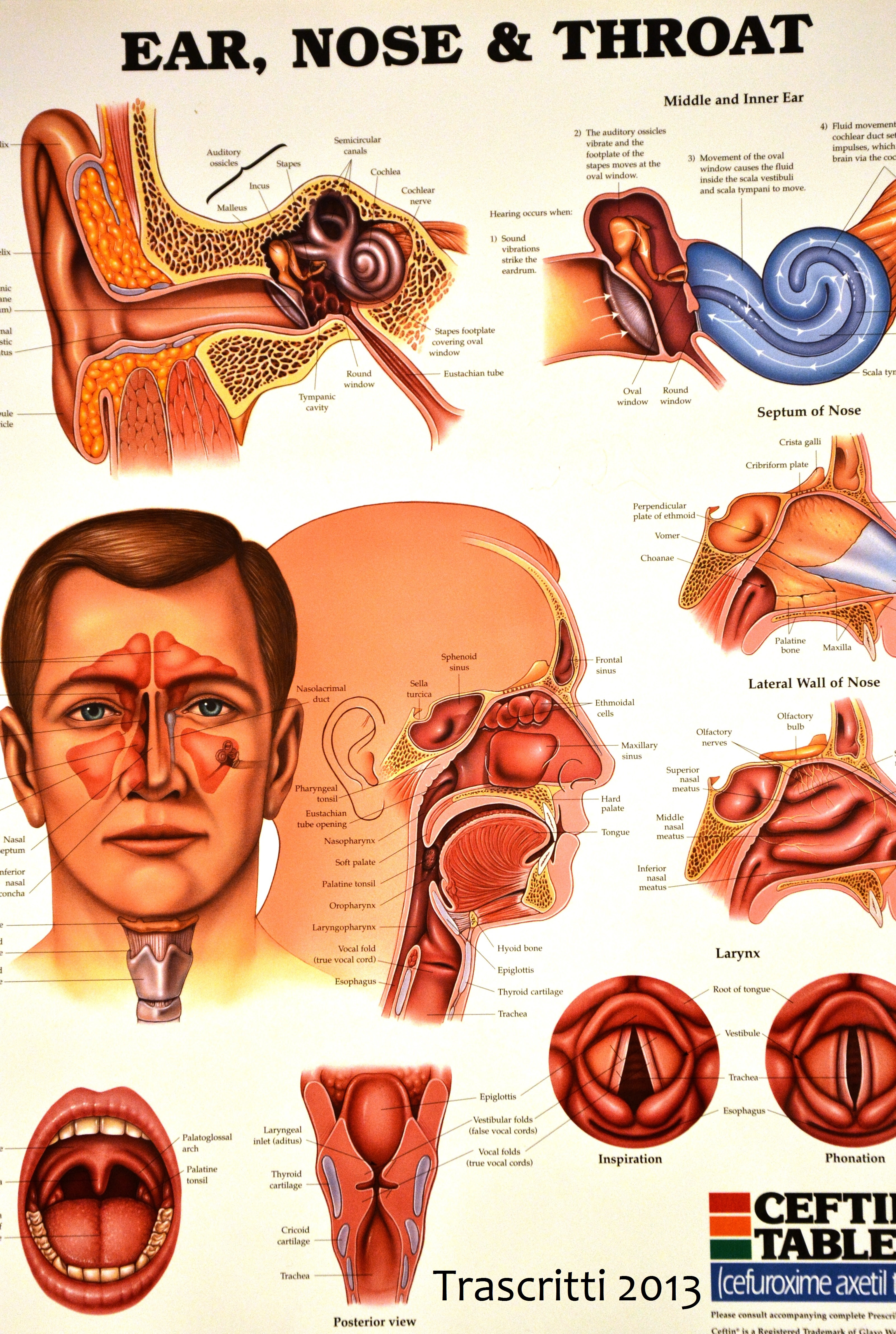 Как называют врача ухо горло. Заболевания ЛОР органов. Анатомия носоглотки и ушей. Анатомия ухо горло нос строение.