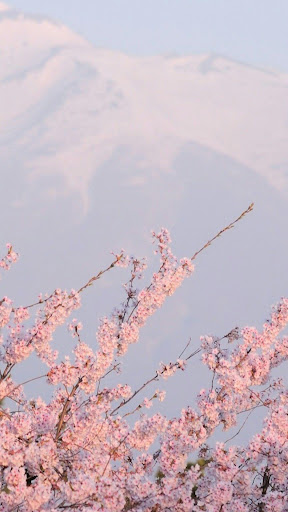 Desktop Wallpaper Aesthetic Anime Cherry Blossom