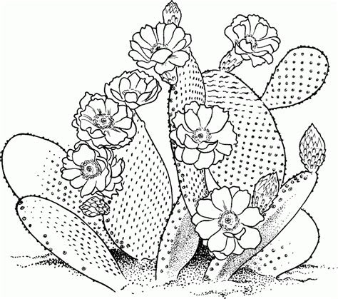Download Cactus Flower Coloring Page Creative Art