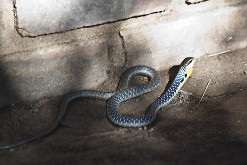 Snake antics - KZN South Africa