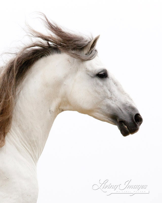 White Stallion Runs - WildHoofbeats
