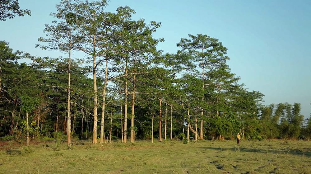 Since the 1970s a Man Has Been Planting a Forest Larger than Central Park, One Tree at a Time Since the 1970s a Man Has Been Planting a Forest Larger than Central Park, One Tree at a Time trees nature India global warming forests environment