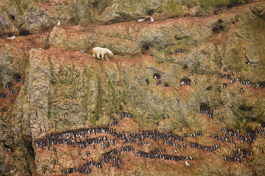 Πρώτο                                                            βραβείο                                                            'Φύση'. Πολική                                                            αρκούδα                                                            σκαρφαλώνει σε                                                              ένα βράχο για                                                            να πιάσει                                                            πουλιά.