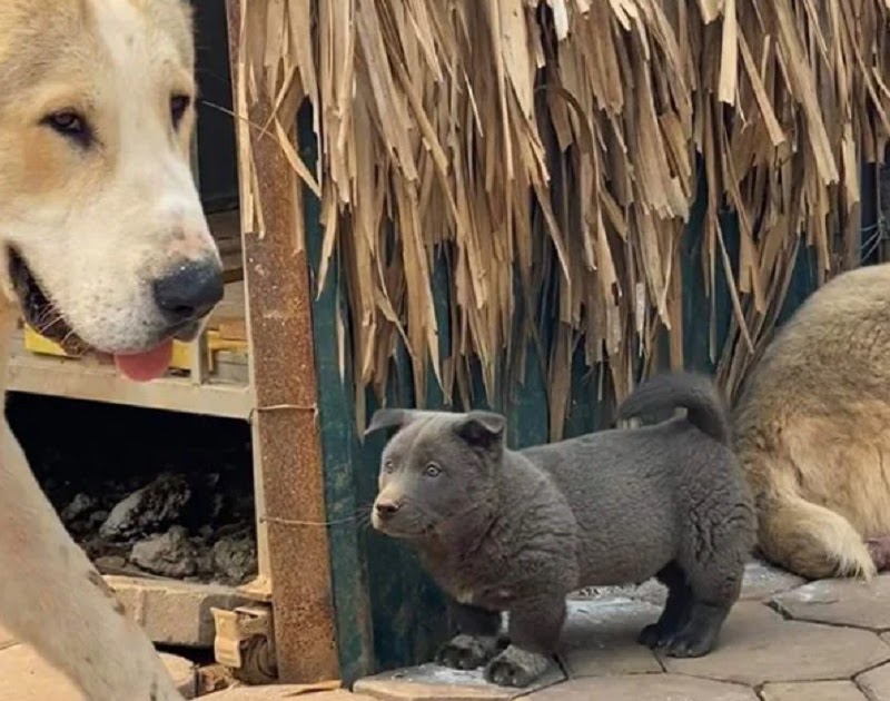 Hmong Dog For Sale Hmong Puppy is the Derpy Dog You Never Knew Existed