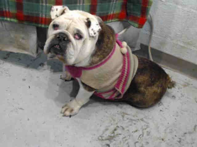 34 Best Pictures English Bulldog Rescue Lancaster Pa