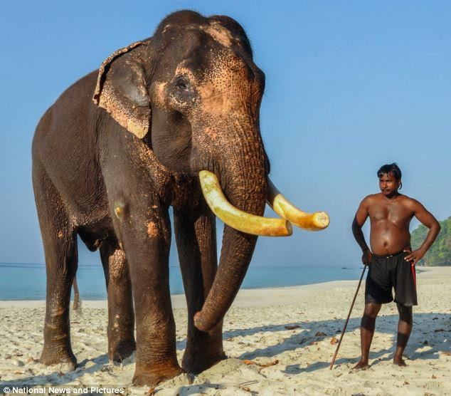 Wolfgang Zwicknagl said the tips of Raajan's tusks have been cut slightly as he had some difficulties moving his trunk