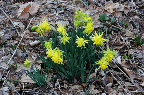 Daffodil "Rip van Winkle"